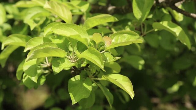 Fresh green leaves of a young apple tree in the garden. Close-up of an apple tree branch with juicy leaves under natural sunlight. Concept of gardening and nature. Apple tree leaves on a blurred backg