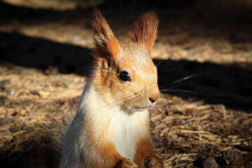 Close-up profile portrait of a cute red squirrel standing on the ground in the autumn forest © Janial