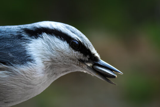 Macro shot of a nuthatch bird with a seed in its bill against a blurred green background