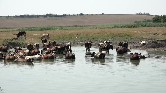 Cows in Water, Domestically Animal Bathing, Cattle Cooling in River, Lake, Countryside, Rustically View