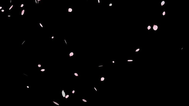 Sakura cherry blossom.Falling cherry blossoms. Spring Easter Overlay.Pink cherry blossom petals falling on black screen for chroma key.Cherry blossom particle animation.