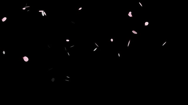 Sakura cherry blossom.Falling cherry blossoms. Spring Easter Overlay.Pink cherry blossom petals falling on black screen for chroma key.Cherry blossom particle animation.