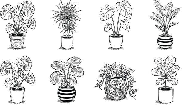 Hand drawn potted houseplants vector set featuring monstera calathea fiddle leaf fig and tropical indoor plants line art illustration