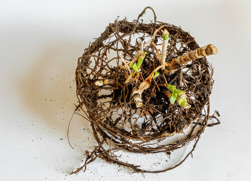 An aloe vera plant whose roots have formed a dense, coiled circular mass in the shape of its previous pot is commonly described as root-bound