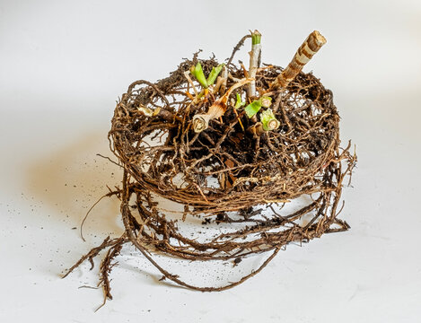An aloe vera plant whose roots have formed a dense, coiled circular mass in the shape of its previous pot is commonly described as root-bound