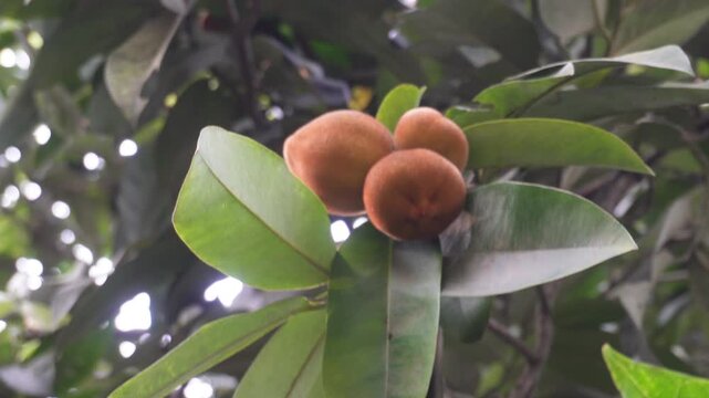 Velvet apple fruit growing on tree with natural charm
