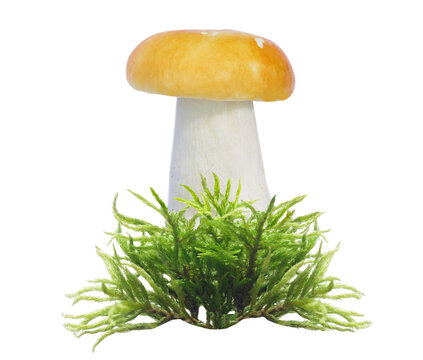 close up of russula mushroom in moss isolated on transparent background