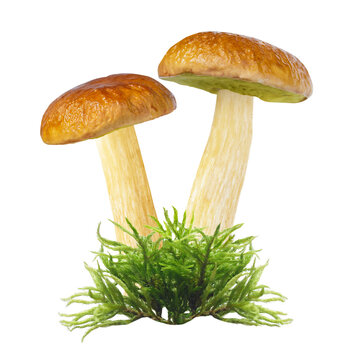 Close up of bay bolete mushroom in green moss isolated on transparent background, Imleria badia
