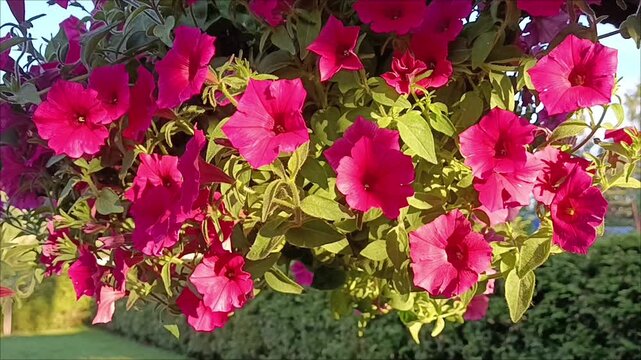 Bright pink petunia flowers in hanging basket close up view.