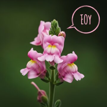 Snapdragon flower with EOY text bubble against a blurred green background.