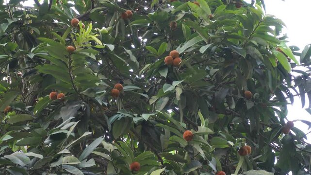 Velvet apple fruits growing on tropical tree branches