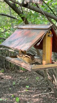 A wild chipmunk eats from a house-shaped bird feeder hanging in a tree on a summer day. Vertical 4K footage