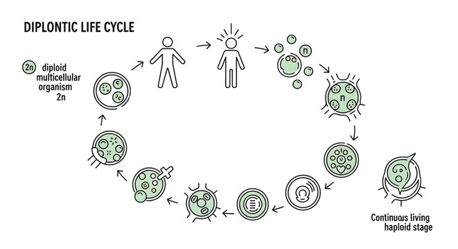 Diplontic life cycle diagram showing diploid and haploid stages
