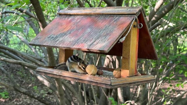 A wild chipmunk eats from a house-shaped bird feeder hanging in a tree on a summer day. 4K footage