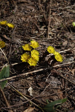 adonis flowers in early spring
