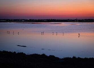 Naklejka premium Flamingos im Abendrot – Silhouetten auf der spiegelglatten Lagune nach Sonnenuntergang