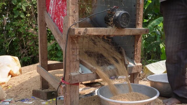 Paddy winnowing machine separating grain from weeds