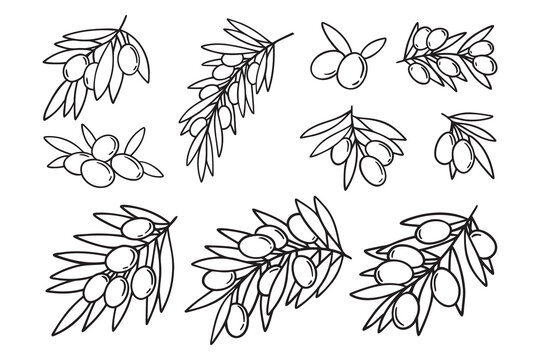  olive branch isolated doodle hand drawn on white background set. Outline drawing olive tree branch for menu, logo, greeting cards