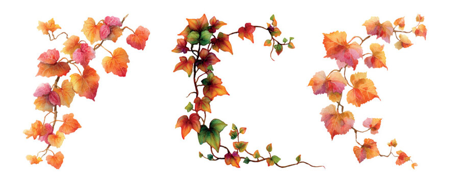 Watercolor ivy and grapevine composition with leaves shifting to warm autumn hues, ideal for decorative corners, borders and botanical designs with a soft artistic touch