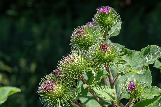 Exploring the unique features of Arctium lappa known as Greater Burdock showcasing its spiky flowers and leafy stems in a natural setting