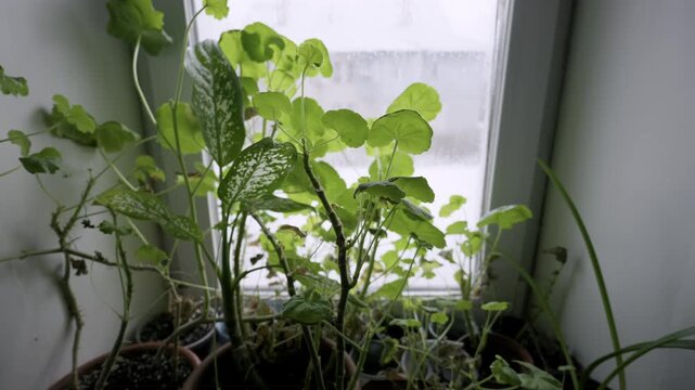 Potted green houseplants including geraniums sit on an interior windowsill. Camera slowly pulls back, revealing the plants against a bright, overcast window.