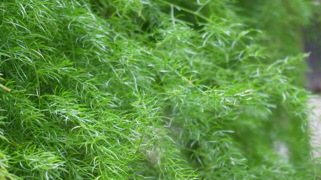 Asparagus fern with delicate feathery green foliage
