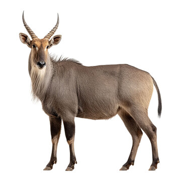 PNG of A majestic male waterbuck standing gracefully