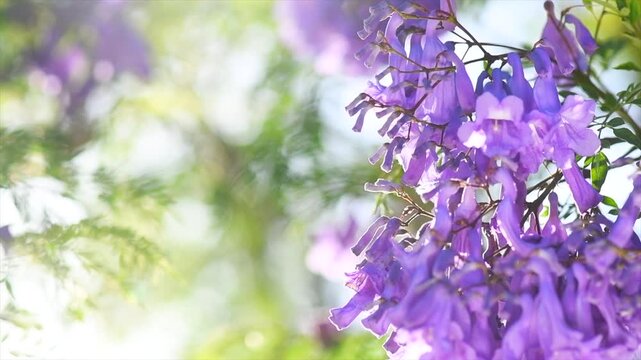 Jacaranda tree blooming violet flowers closeup, beautiful ornamental tree with blue flowers, summer park, slow motion
