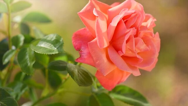 Orange with pink rose blooming in a garden, close up. Gardening, landscape design. Fragrant Rose flowers macro shot background. Summer Park, flower bed. Slow motion 