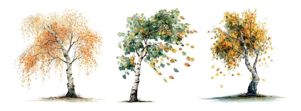Birch trees set illustrating the changing seasons, from early autumn foliage to falling leaves and autumn colors, painted in watercolor style on a white background