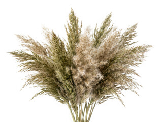 Fototapeta premium Green feathery fern plant with soft fronds isolated isolated on transparent background