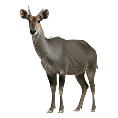 Fototapeta premium PNG of A majestic gray antelope standing gracefully