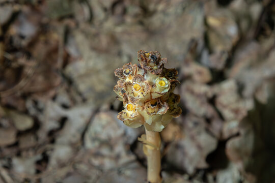 Yellow bird's-nest plant stands out among fallen leaves in a forest setting showcasing its unique bloom and saprophytic nature