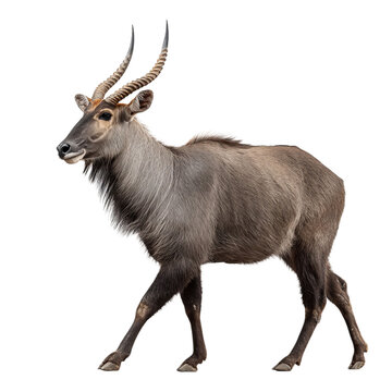 PNG of A majestic male nilgai walks gracefully, showcasing its strong physique and striking horns.