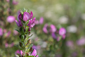 Obraz premium Restharrow flowers bloom with vibrant purple petals in a lush green meadow during the warm months of spring