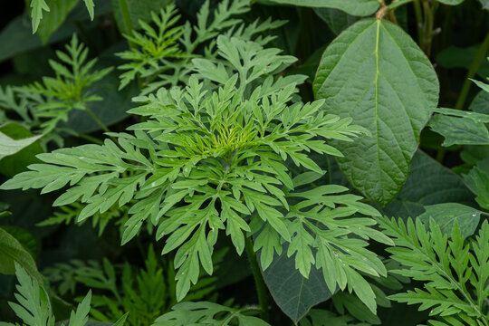 Common ragweed flourishes among dense green foliage in a natural setting during late summer