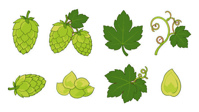 Set of green hop cones leaves and vine botanical elements
