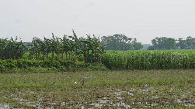 Asian openbill storks foraging in flooded rice field