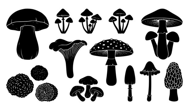 Mushroom Species Silhouette Collection Forest Fungi Icons