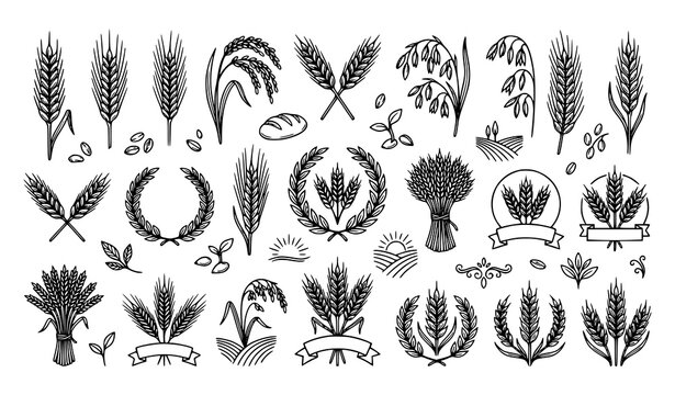 Wheat Barley Oat and Grain Agriculture Botanical Vintage Engraving Vector Illustration Set