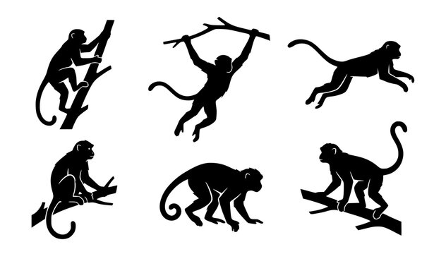 Monkey Silhouette Collection Showing Climbing Jumping Sitting and Walking Primate Poses