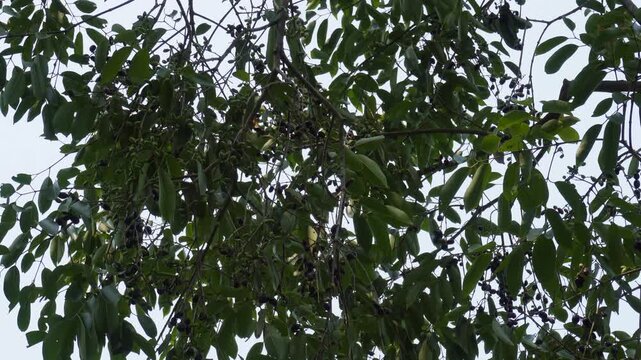 Java plum tree with ripe black fruits hanging