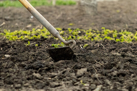 Metal hoe loosening dark soil in a garden bed for planting, emphasizing sustainable organic agriculture practices, manual labor, cultivation, and seasonal spring growth preparation