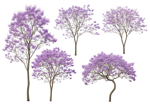 Set of blooming jacaranda trees with purple flowers isolated on a simple design