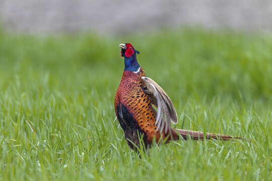 The pheasant cock (Phasianus colchicus) begins its mating ritual with its head held upright, mating season, mating dress, mating season, mating ritual, April, Germany