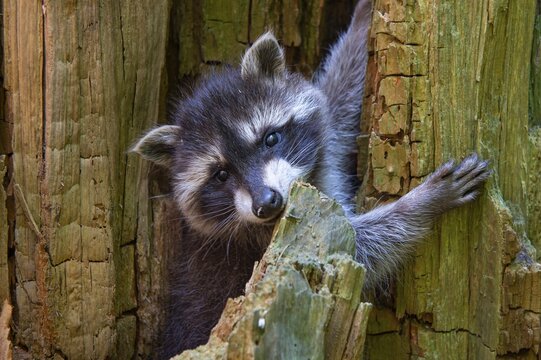 Young raccoon (Procyon lotor) on a discovery tour, Steinhagen, North Rhine-Westphalia, Germany