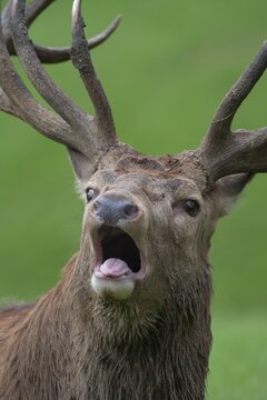 Red deer (Cervus elaphus) adult male stag roaring during the rutting season, Surrey, England, United Kingdom