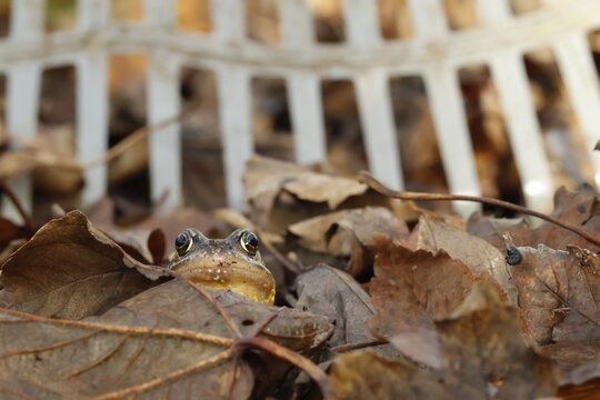 Common frog (Rana temporaria) adult amphibian on a pile of fallen autumn leaves in a garden with a horticultural rake in the background, England, United Kingdom