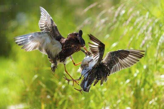 Aerial fight between two ruffs, clipped wing movements in green surroundings, ruff (Calidris pugnax, Syn.: Philomachus pugnax), courtship display, France