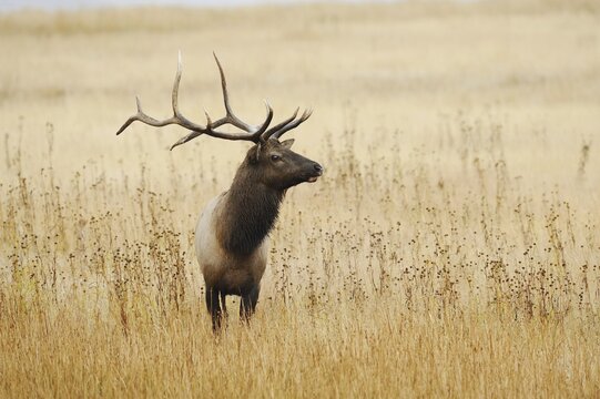 Wapiti (Cervus canadensis, Cervus elaphus canadensis), male, Yellowstone National Park, Wyoming, USA